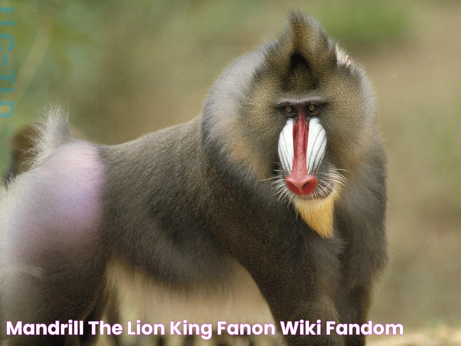 Mandrill The Lion King Fanon Wiki Fandom