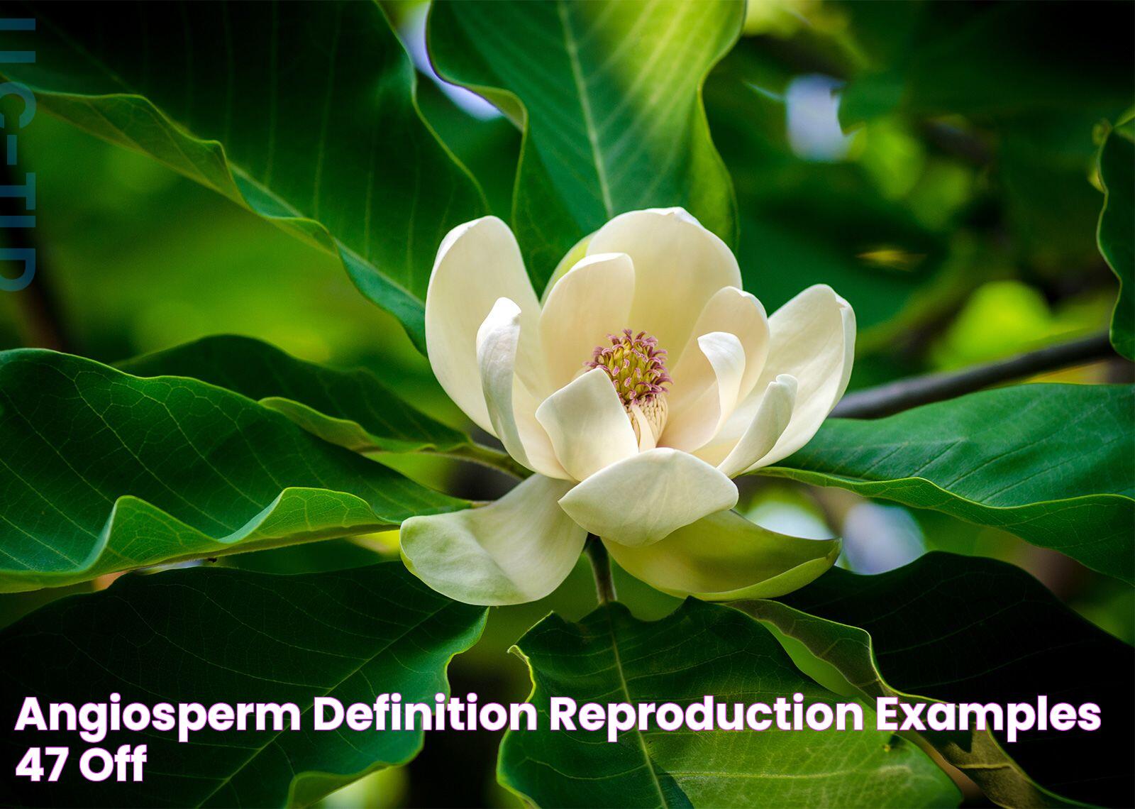 Angiosperm Definition, Reproduction, Examples,, 47 OFF