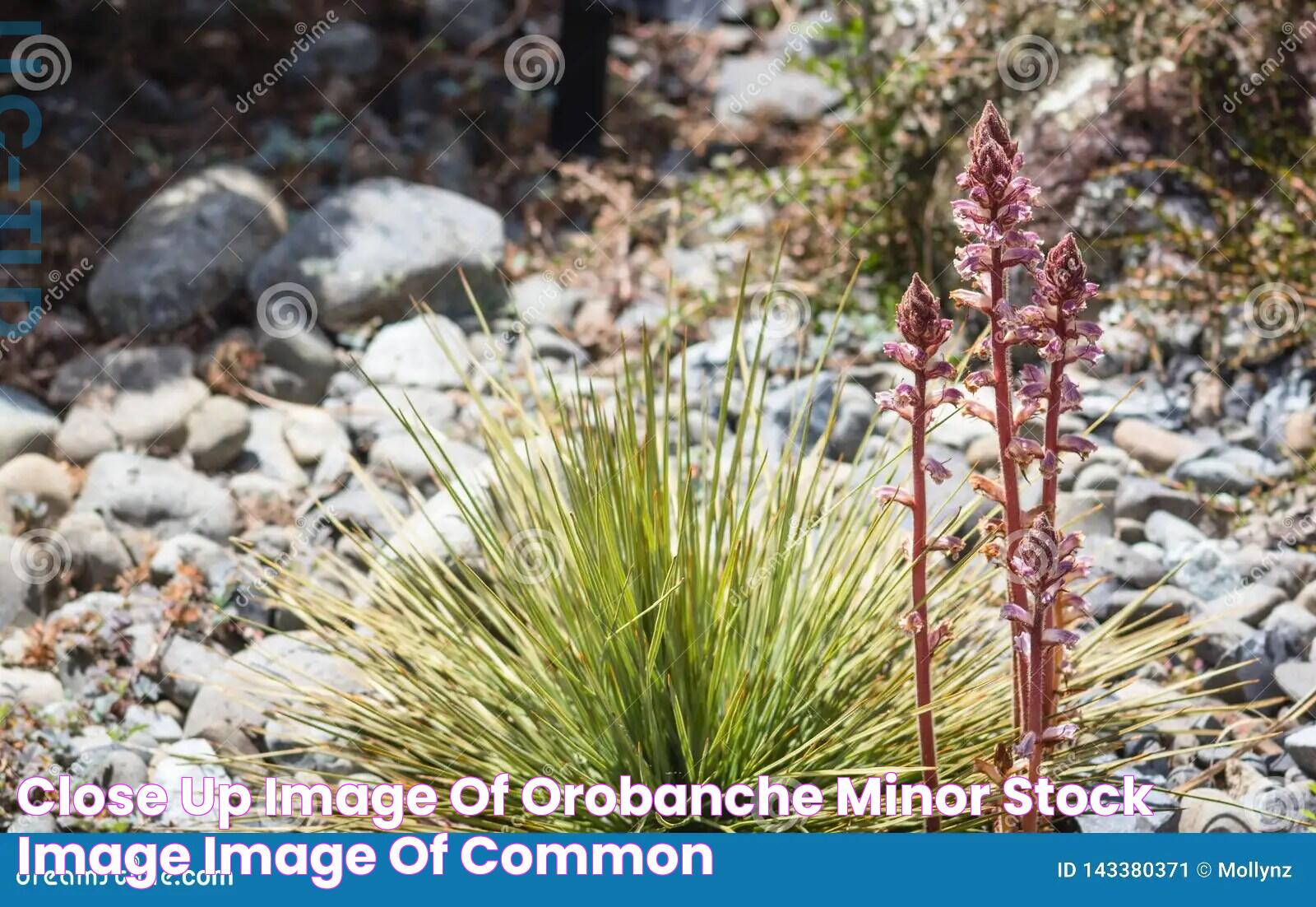 Close Up Image of Orobanche Minor Stock Image Image of common