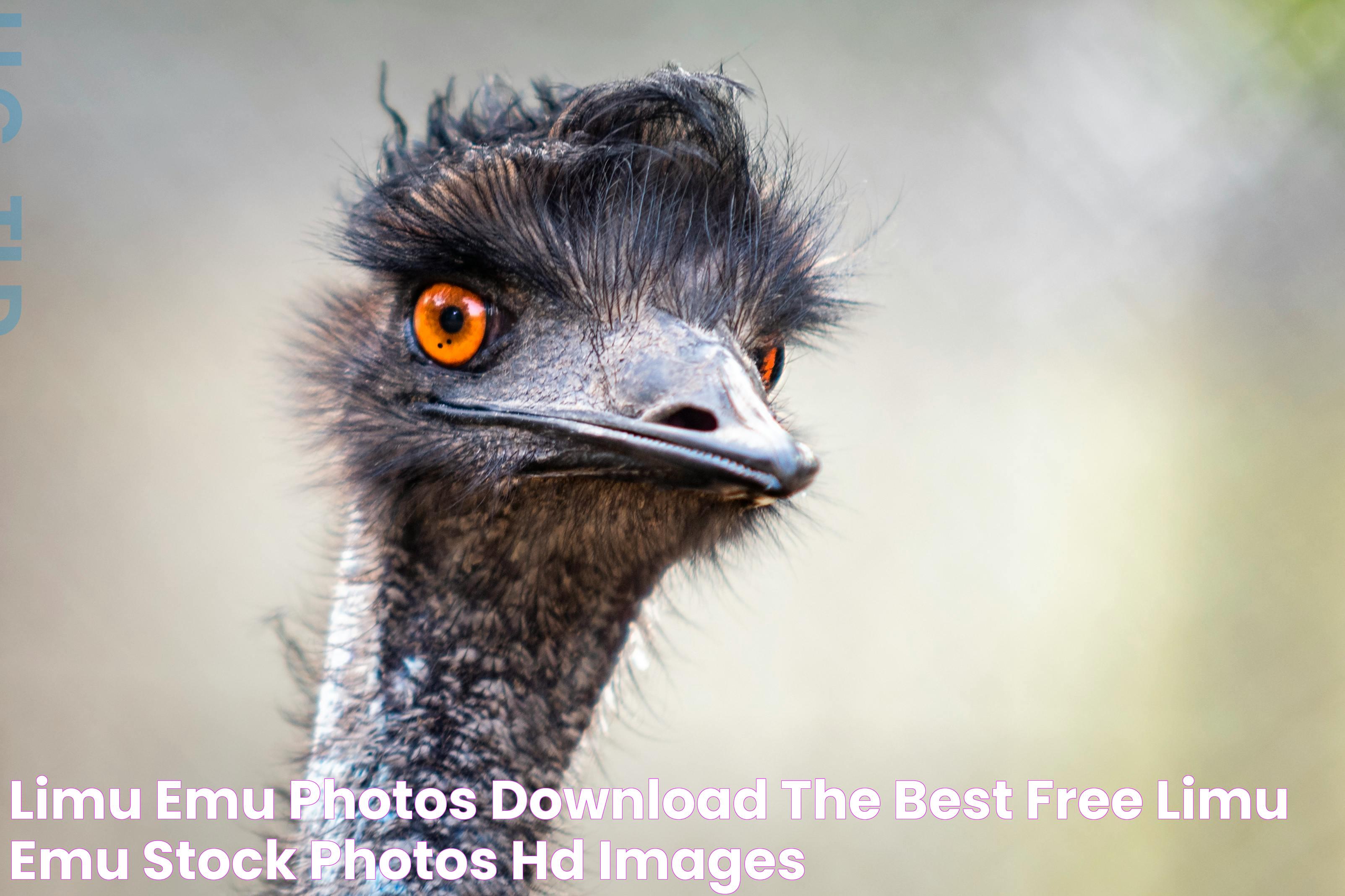 Limu Emu Photos, Download The BEST Free Limu Emu Stock Photos & HD Images