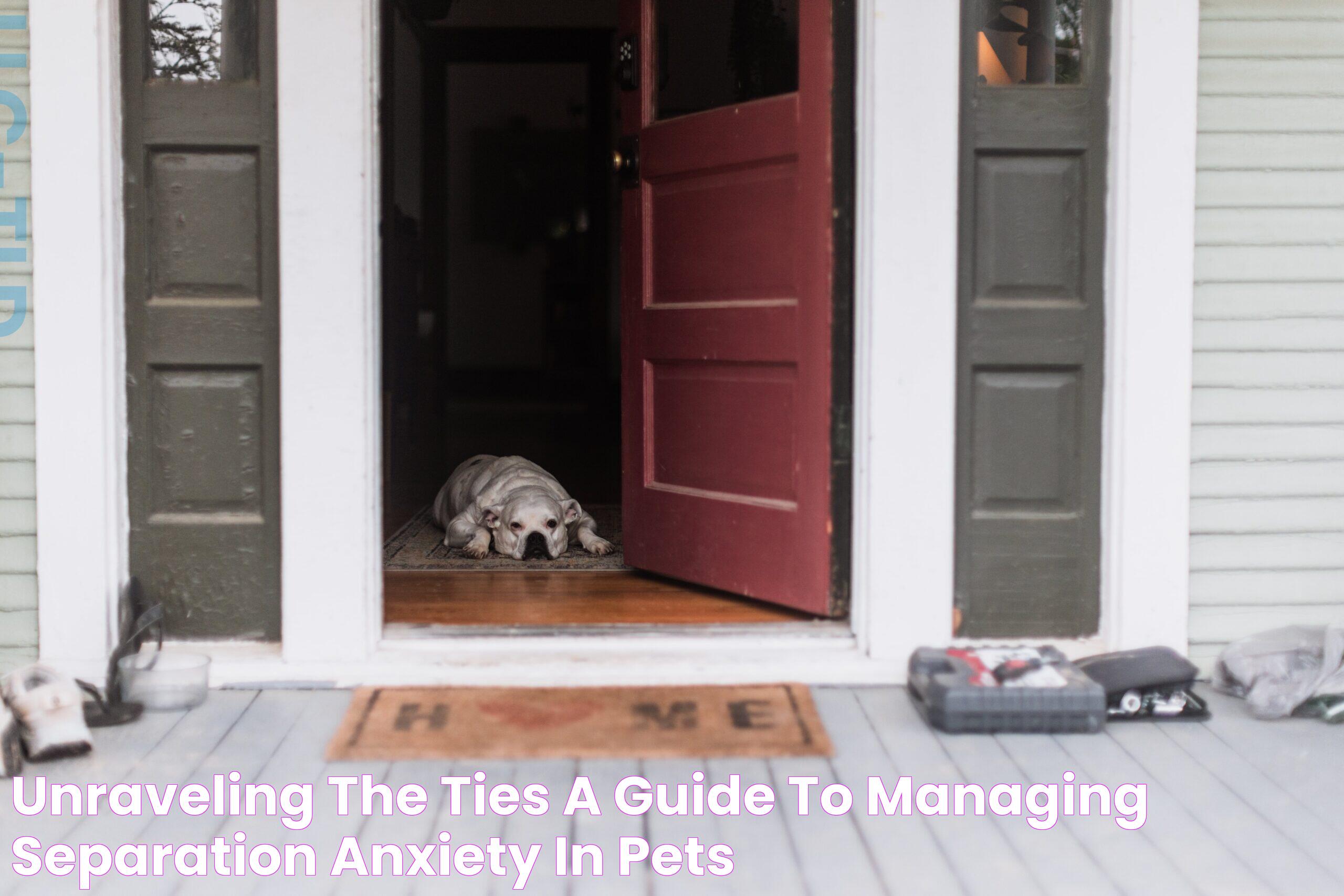 Unraveling the Ties A Guide to Managing Separation Anxiety in Pets