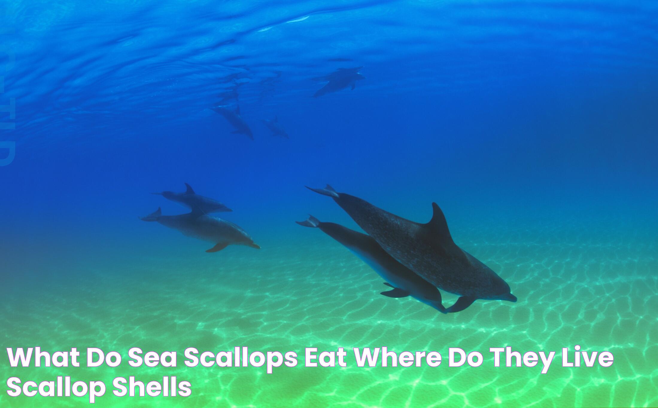 What Do Sea Scallops Eat & Where Do They Live?, scallop shells