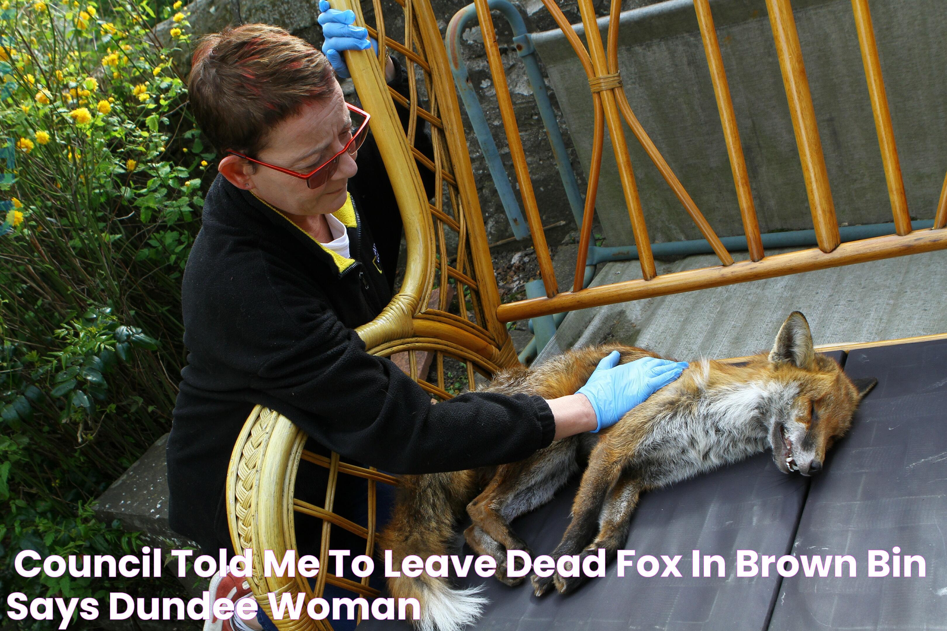 ‘Council told me to leave dead fox in brown bin’ says Dundee woman