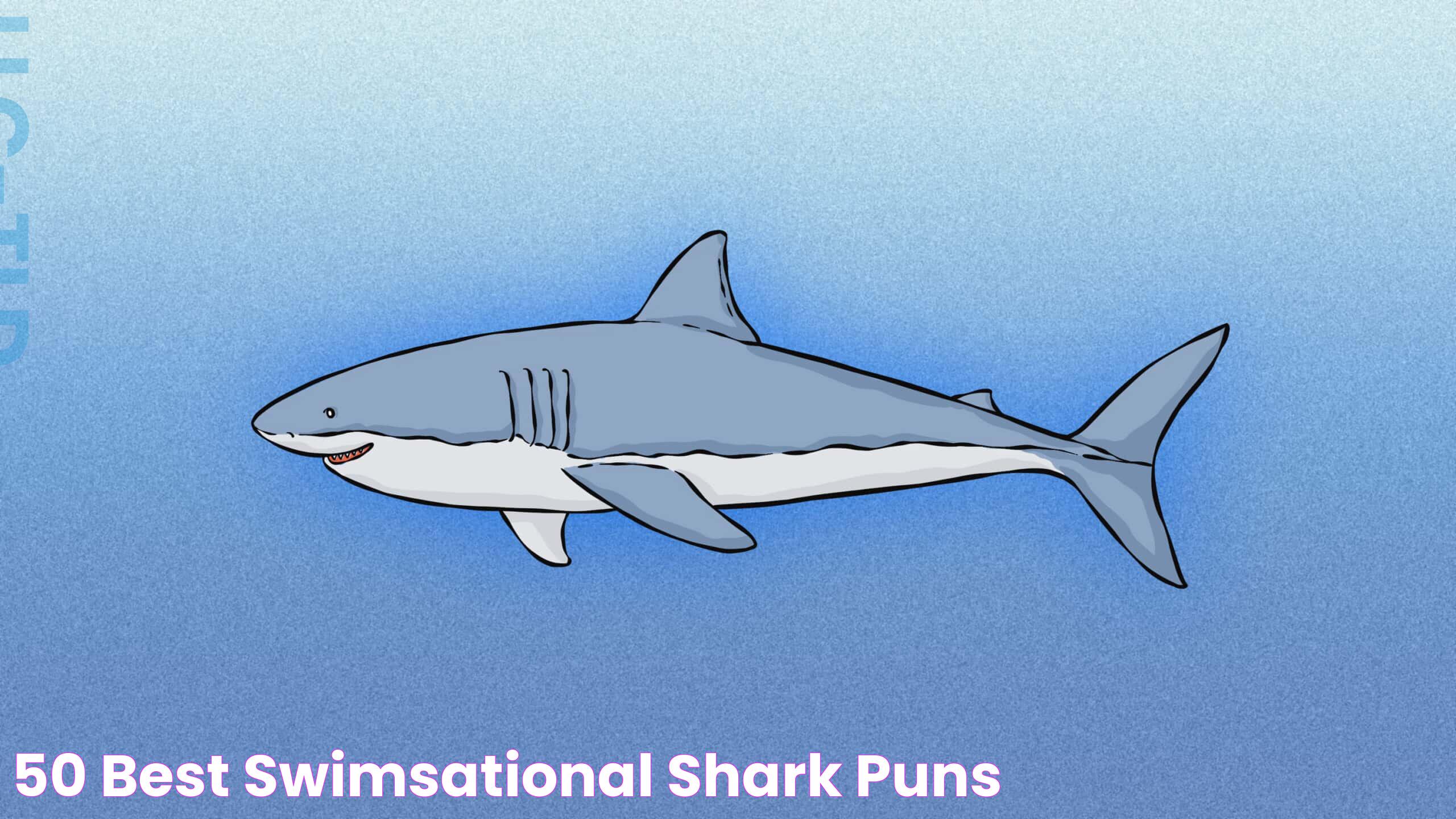 50 Best Swimsational Shark Puns