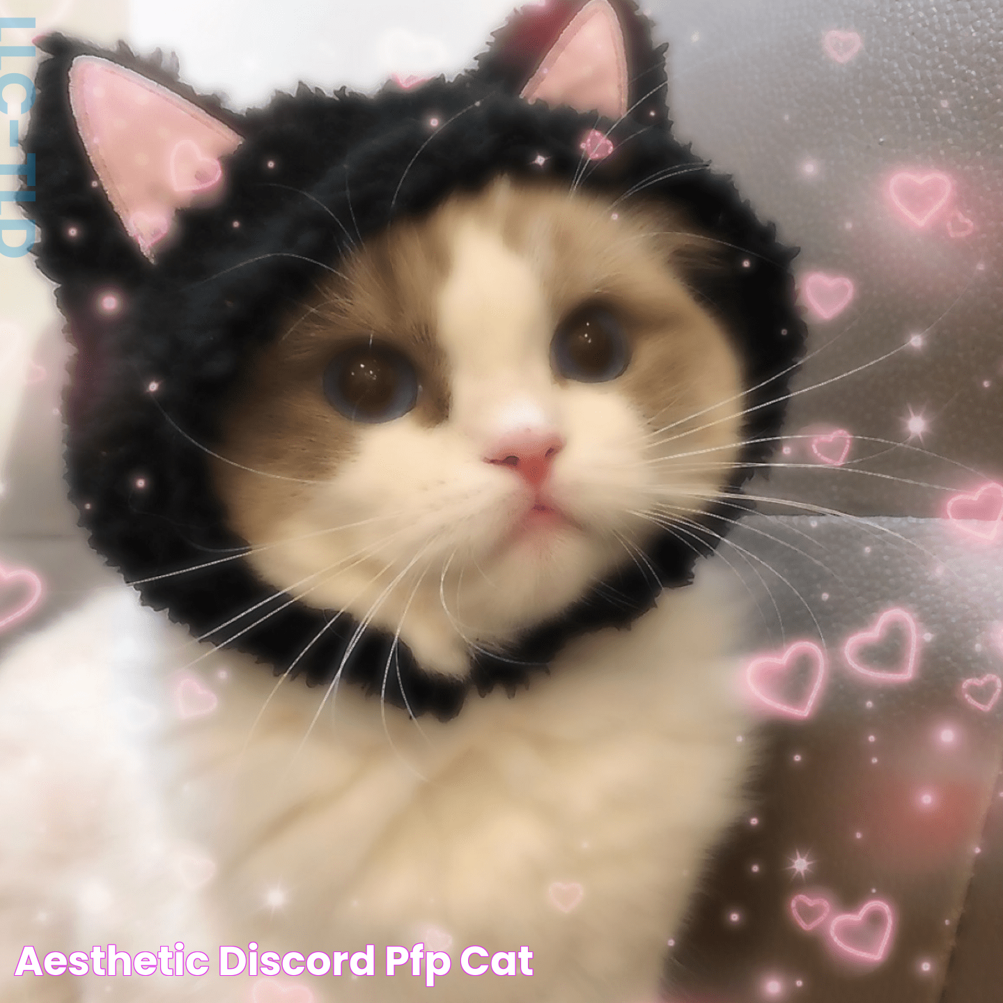 Aesthetic Discord PFP Cat