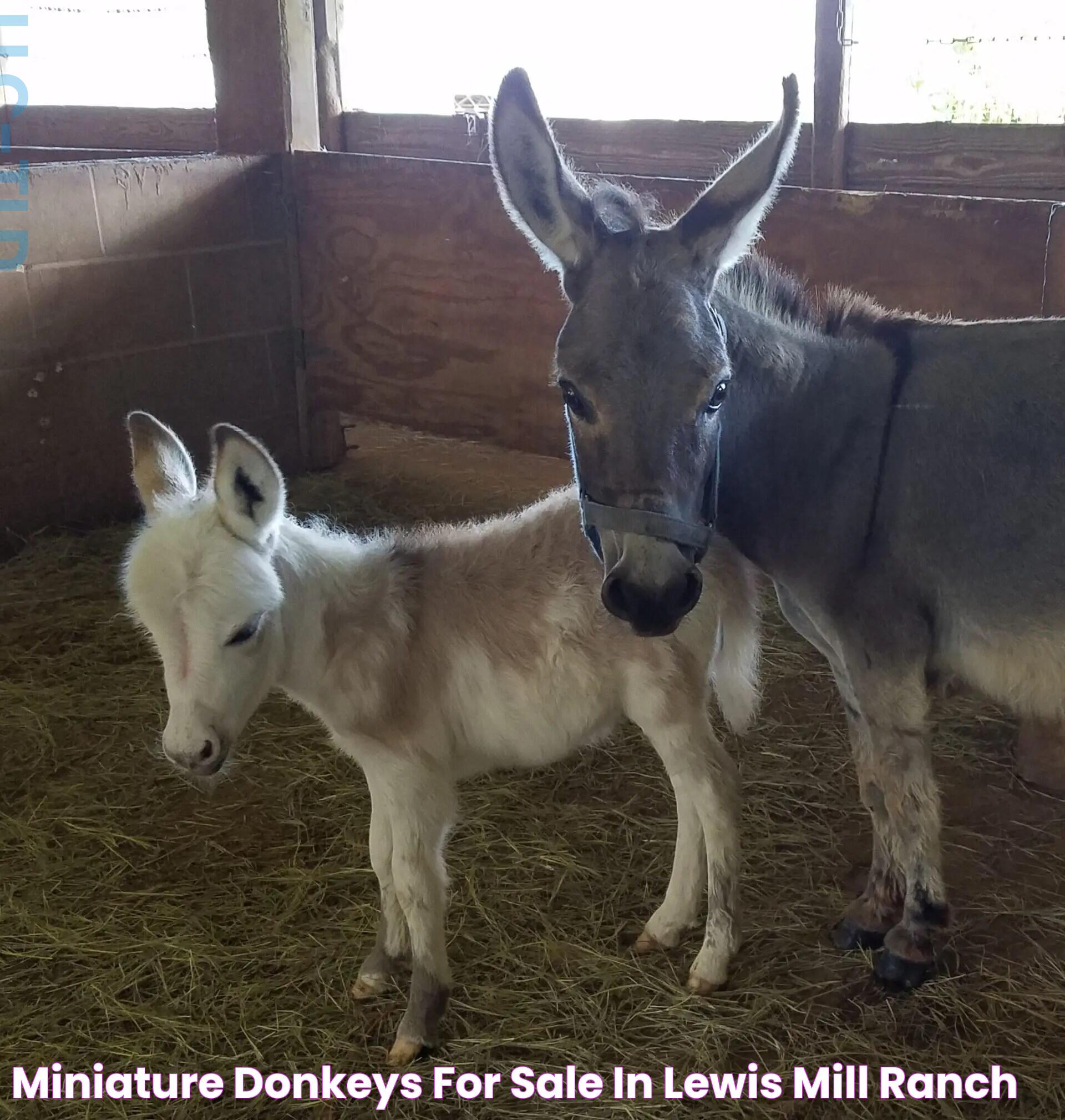 Miniature Donkeys For Sale in Lewis Mill Ranch