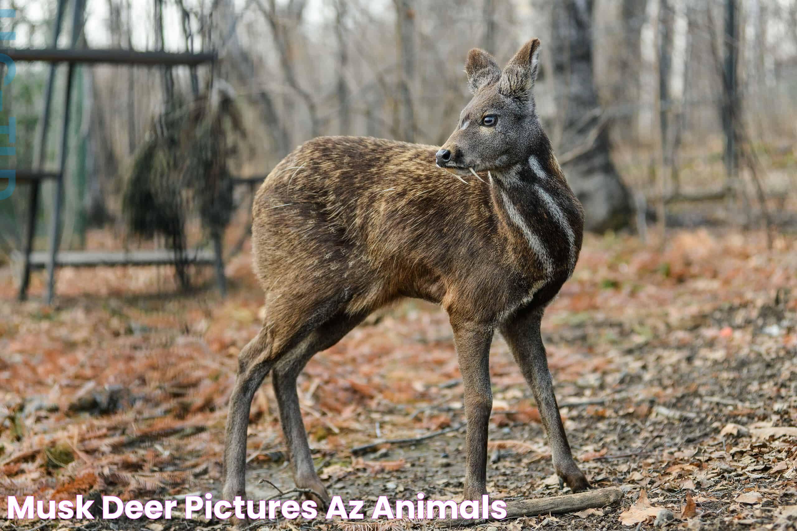 Musk Deer Pictures AZ Animals