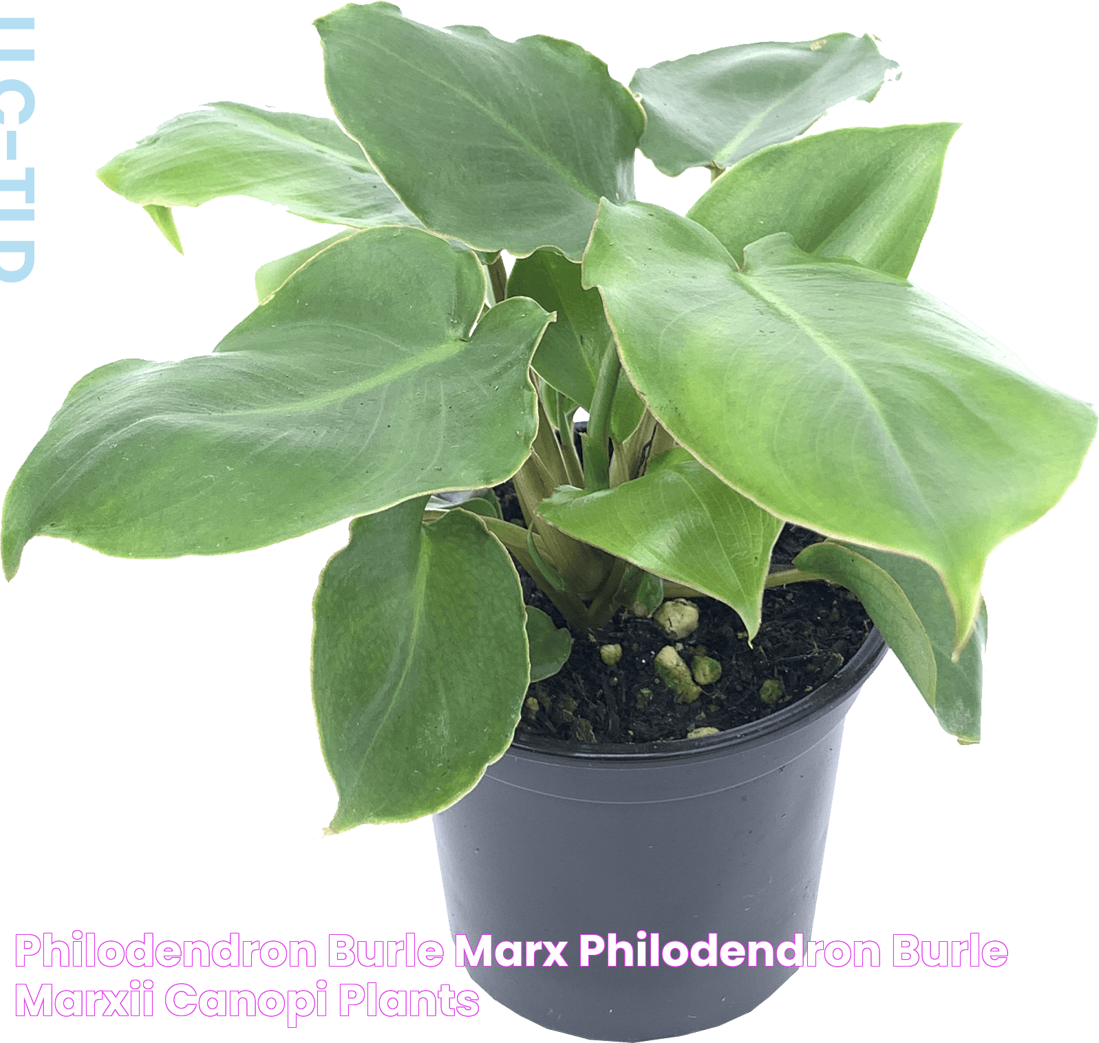 Philodendron Burle Marx, Philodendron Burle Marxii Canopi Plants