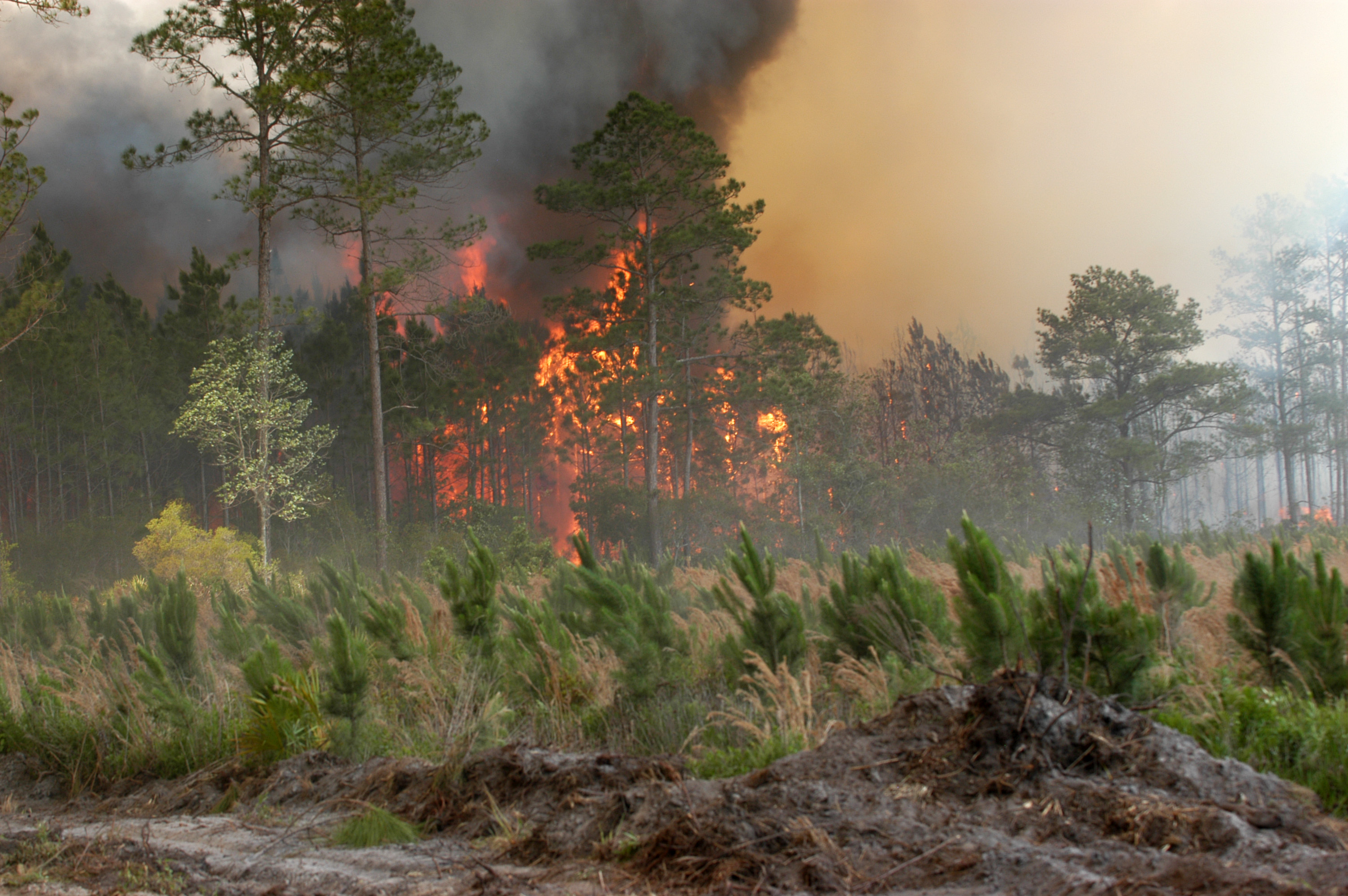 FileBugaboo forest fire.jpg Wikipedia, the free encyclopedia