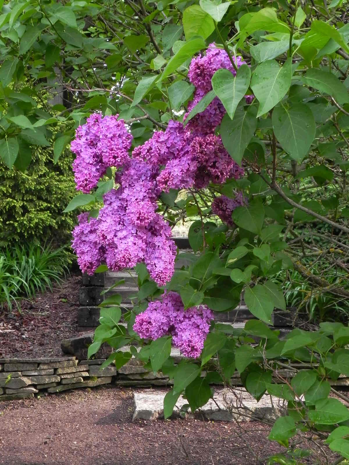 Ludwig Spaeth Lilac — Corn Hill Nursery