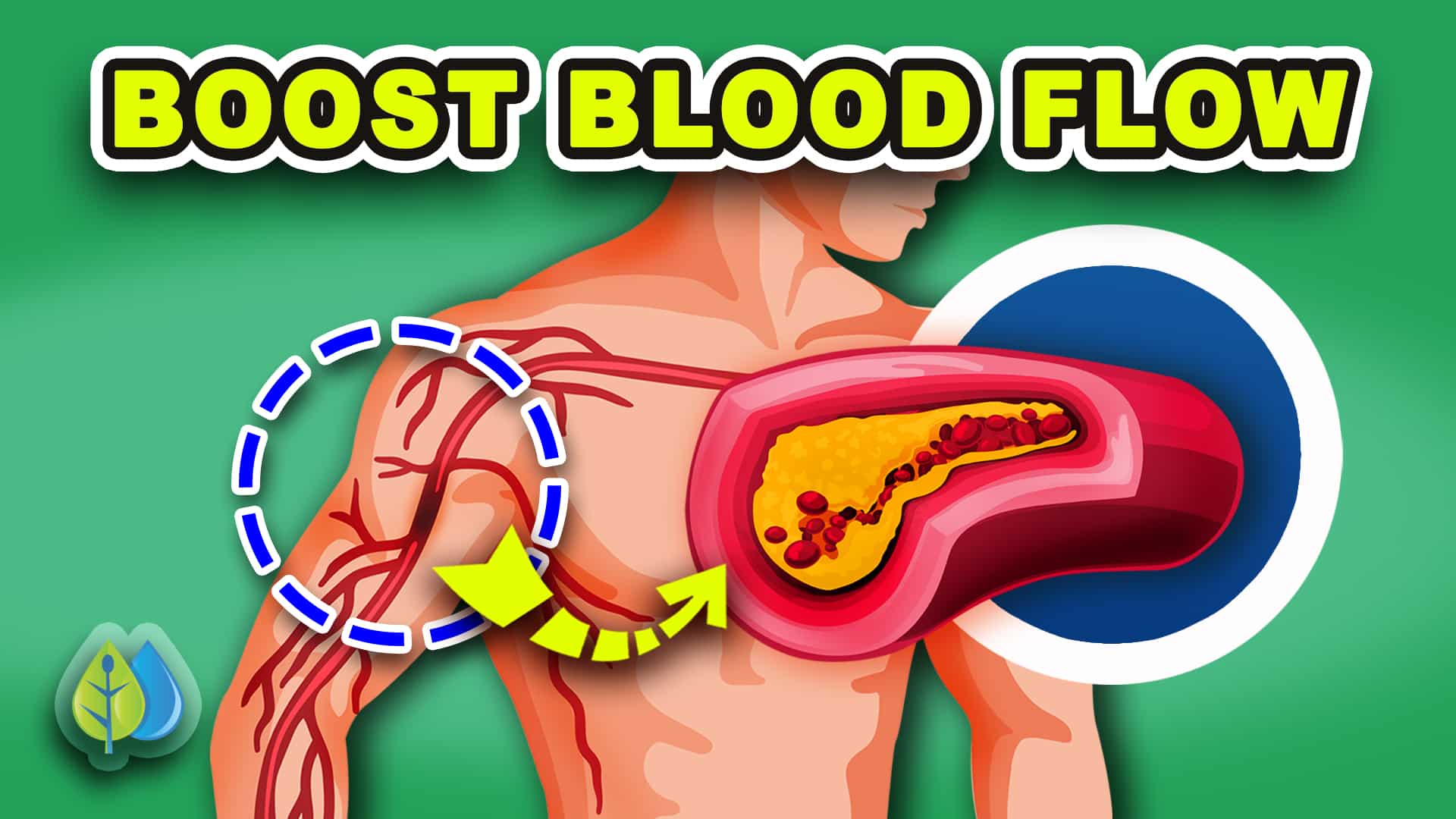 Top 7 Vitamins To Increase Blood Flow And Circulation