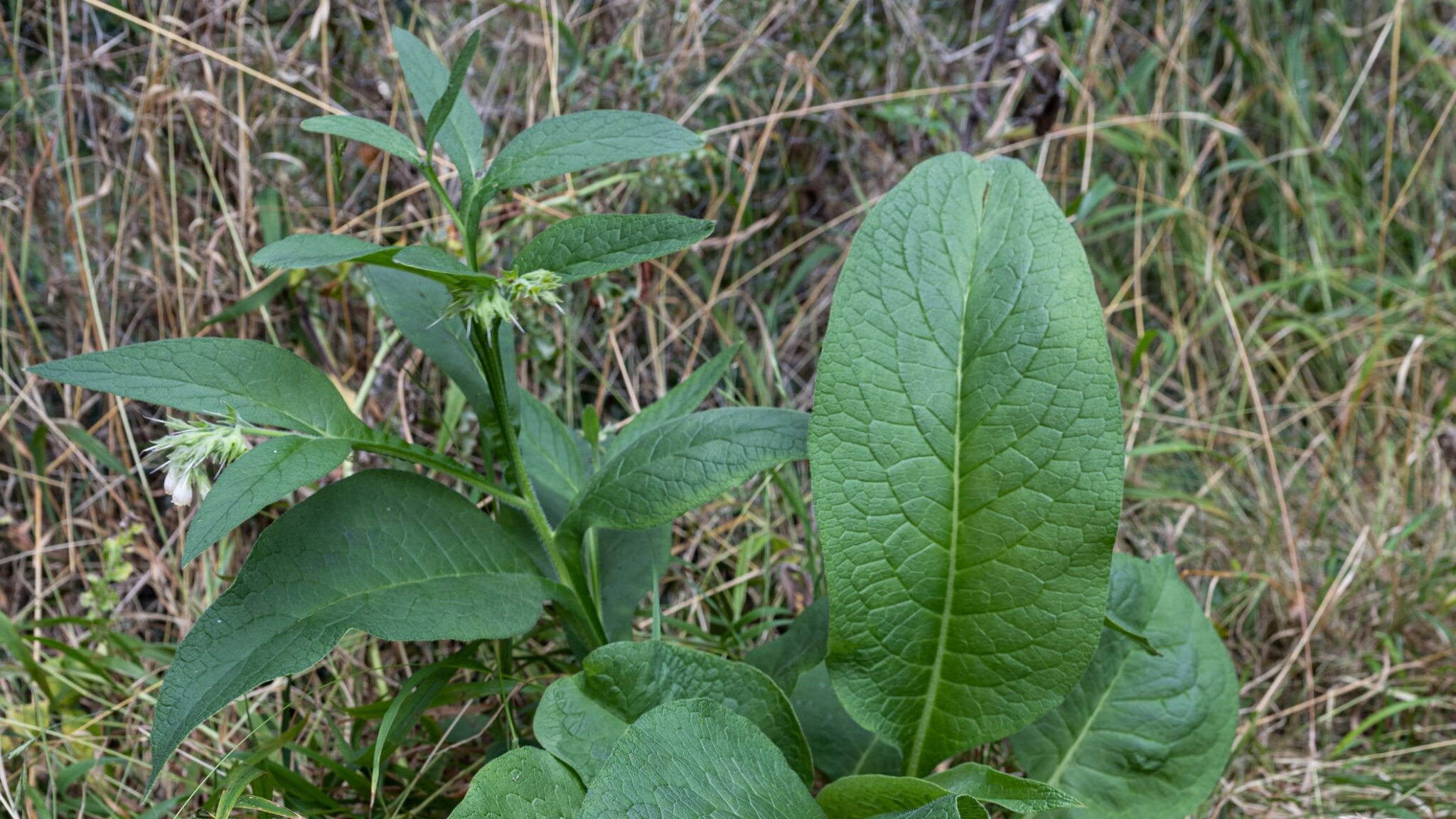 Para que sirve la lengua de vaca como planta medicinal