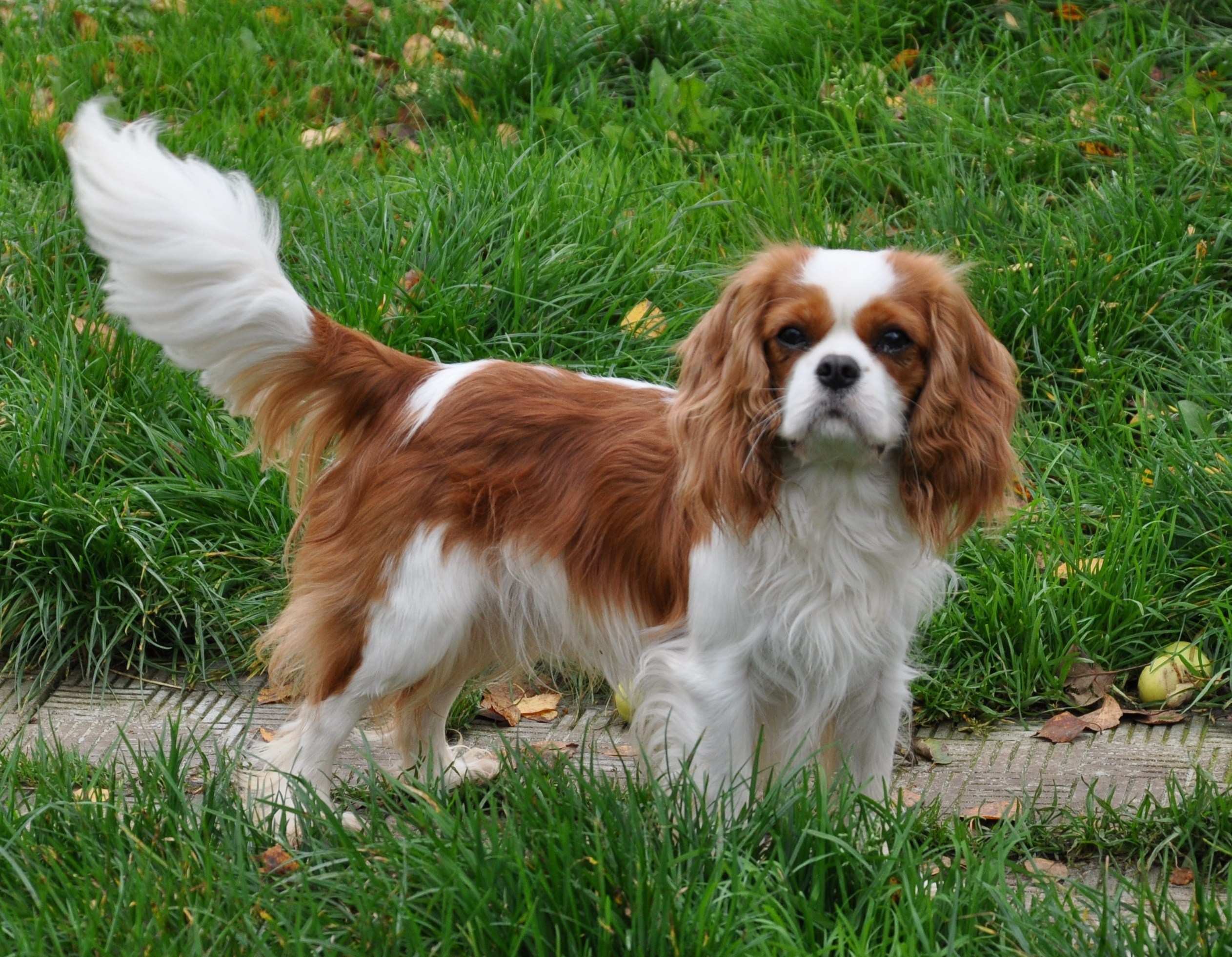 cavalier king charles spaniel short haircut Unique Cavalier King