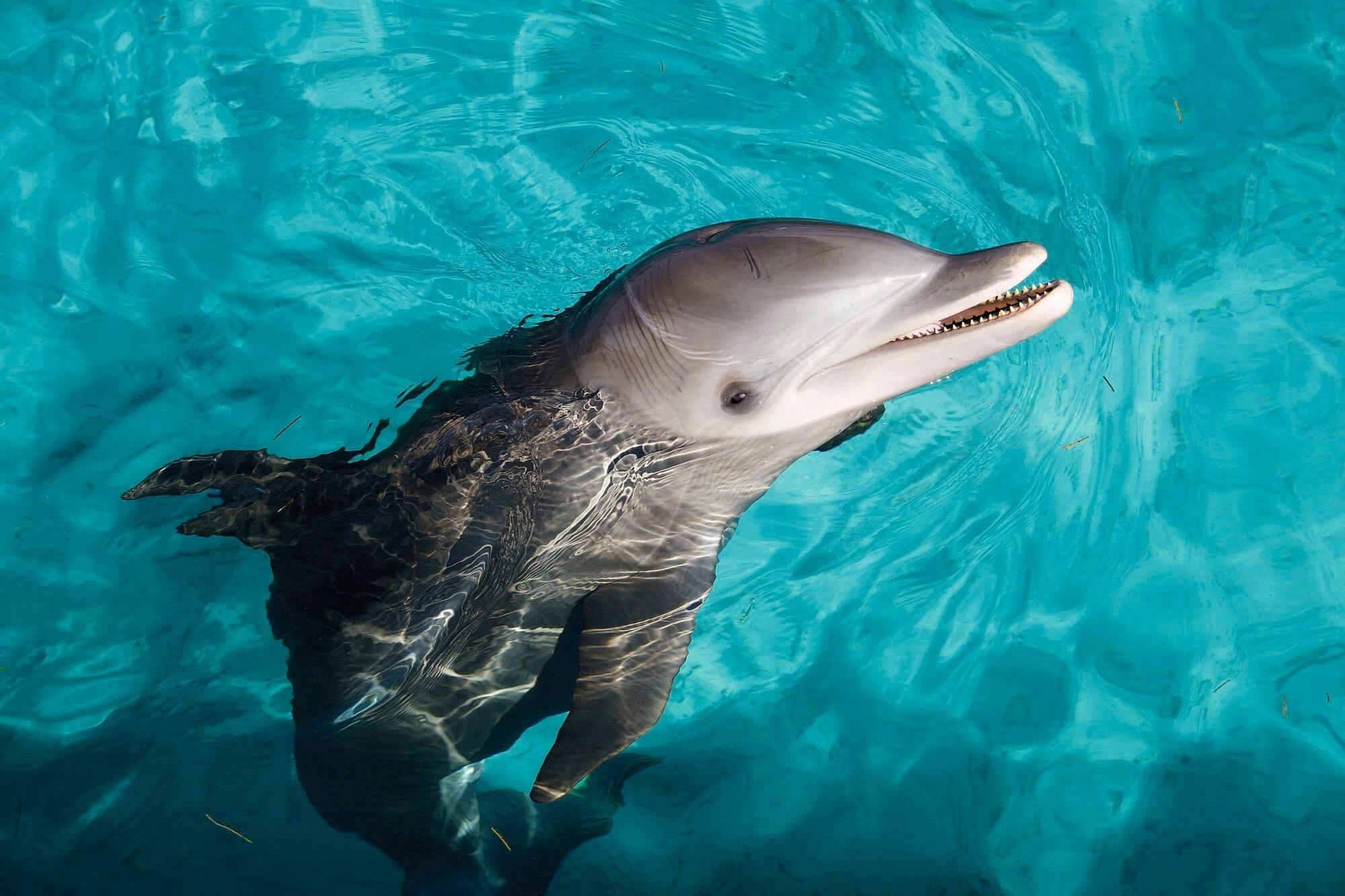 Isla Mujeres Catamaran Cruise & Dolphin Encounters musement