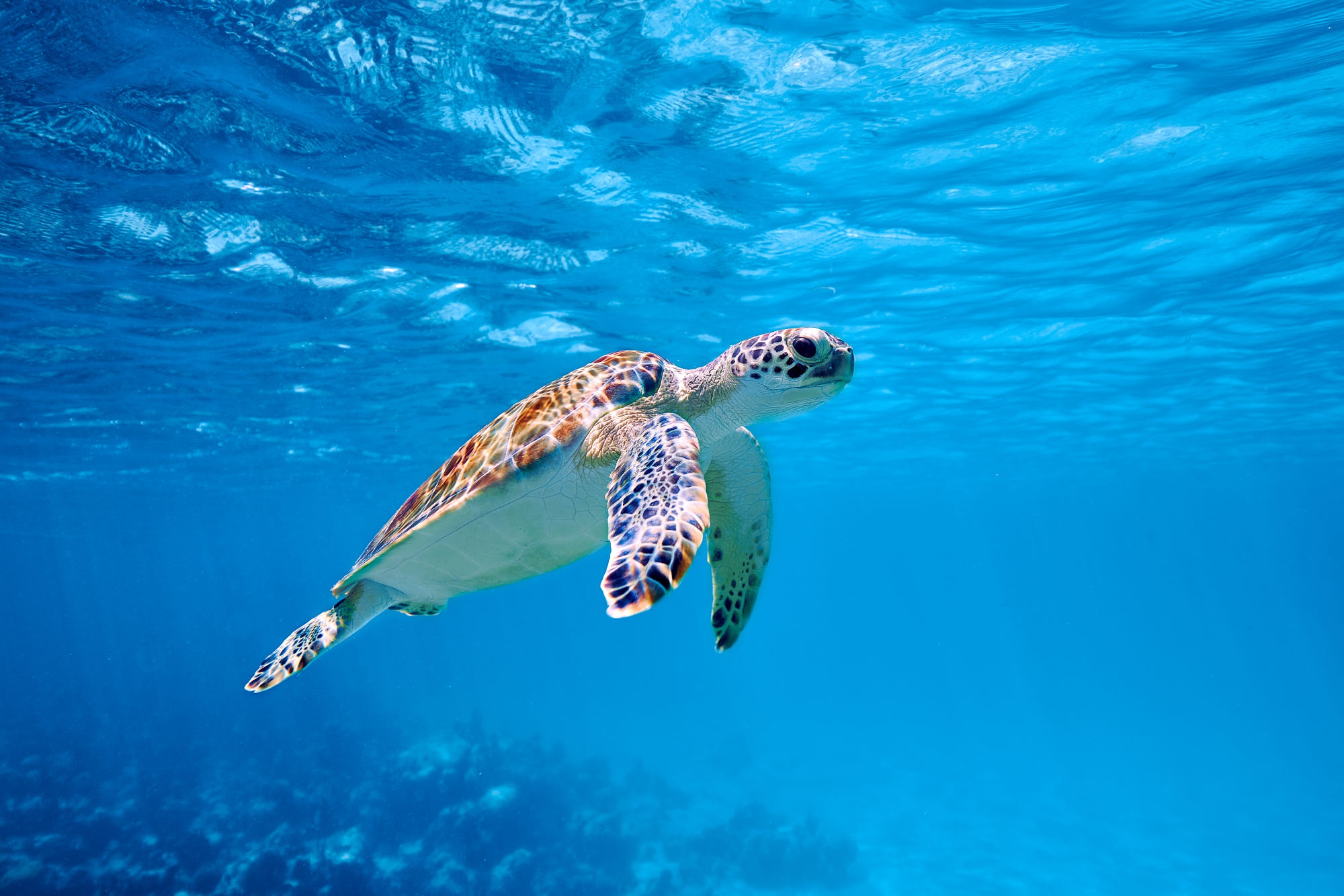 Sea Turtle Hd Wallpaper