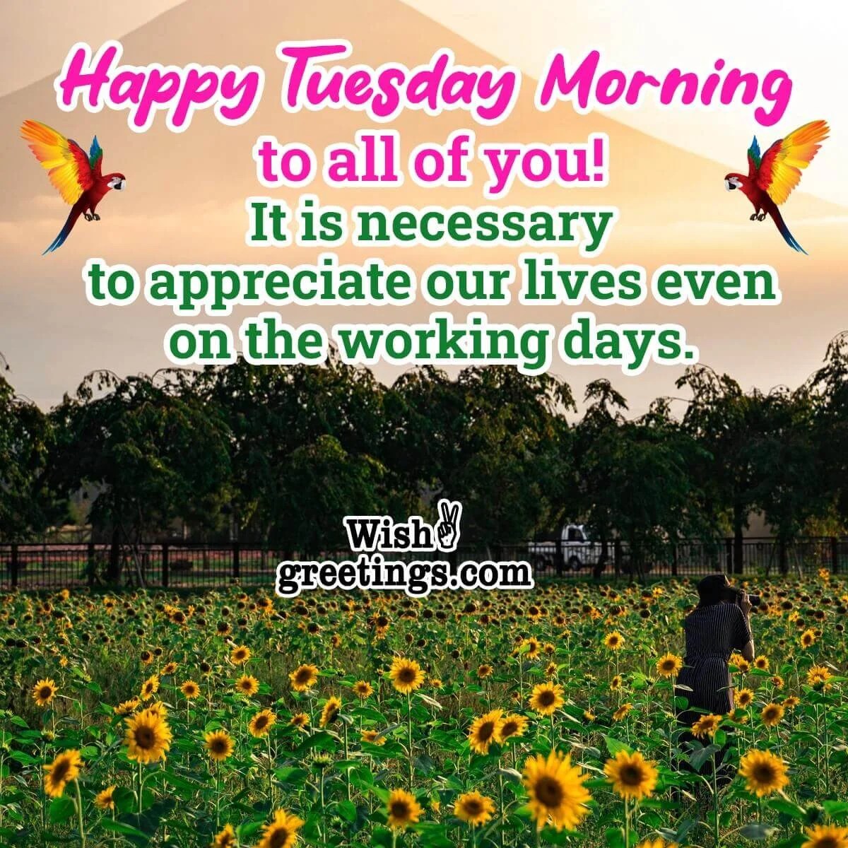 30 Amazing Tuesday Morning Blessings Morning Greetings Morning