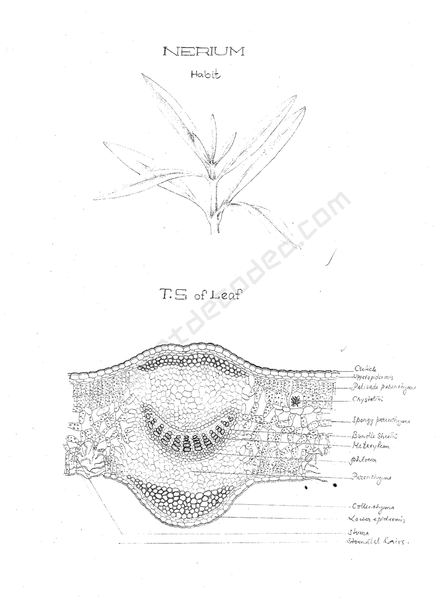 Exploring the World of Xerophytes with HandDrawn Diagrams