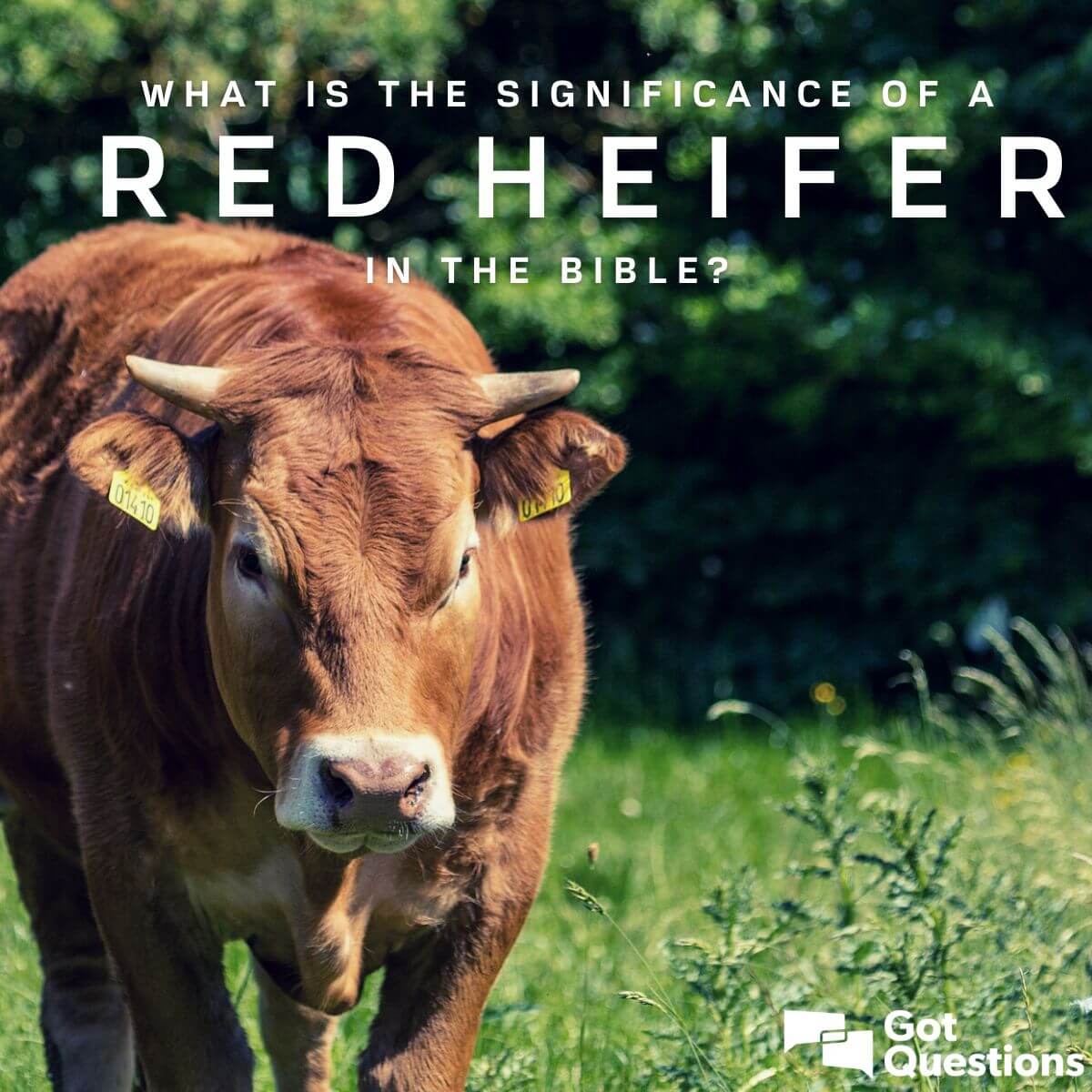 What is the significance of a red heifer in the Bible? Is a red heifer